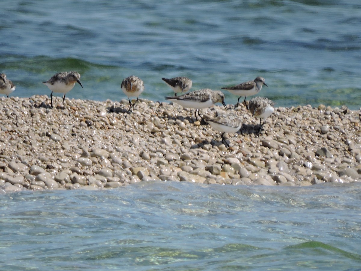 Calidris sp. (peep sp.) - ML63860501