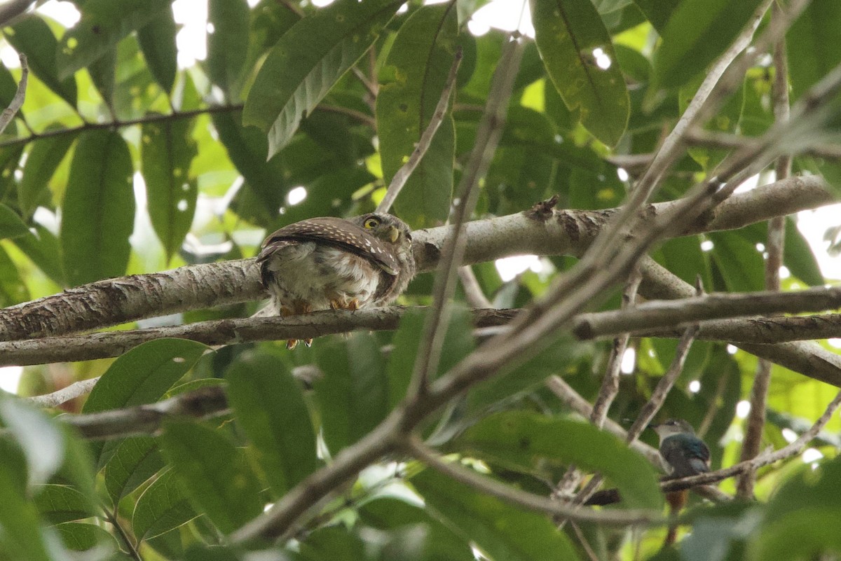 Amazonian Pygmy-Owl - ML638605038