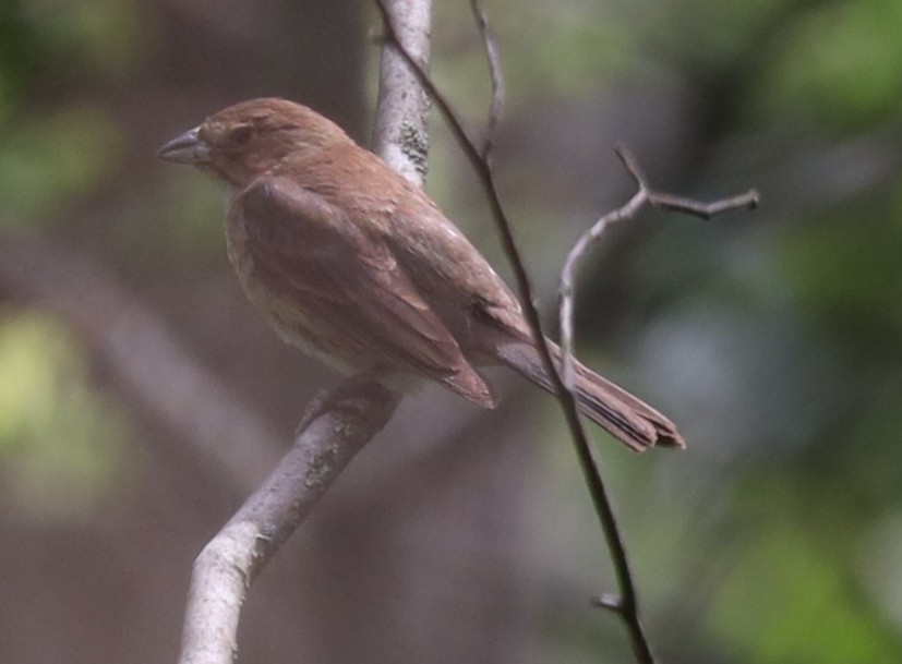 Indigo Bunting - ML638605066