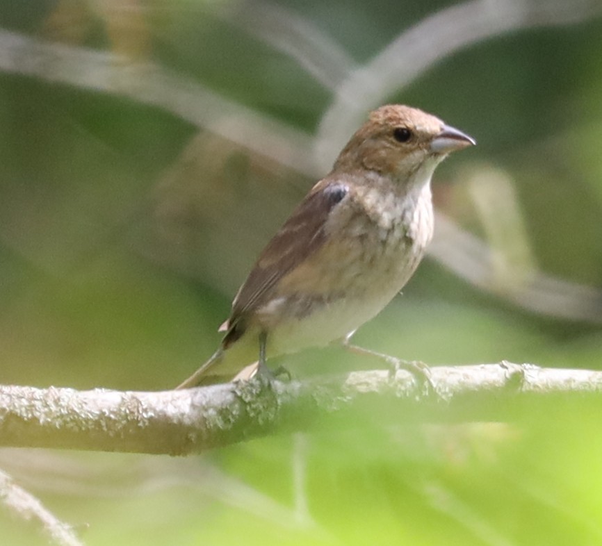 Indigo Bunting - ML638605068