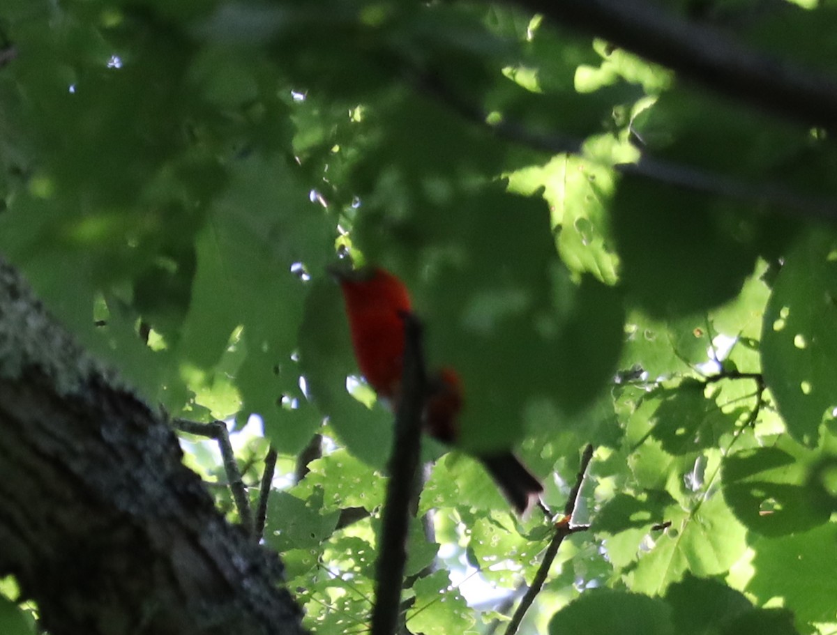 Scarlet Tanager - ML638605082