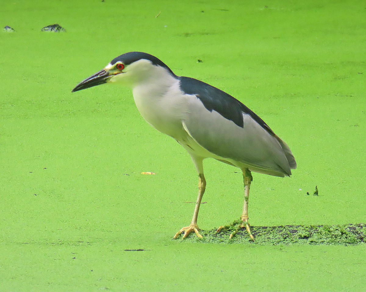 Black-crowned Night Heron - ML638605084