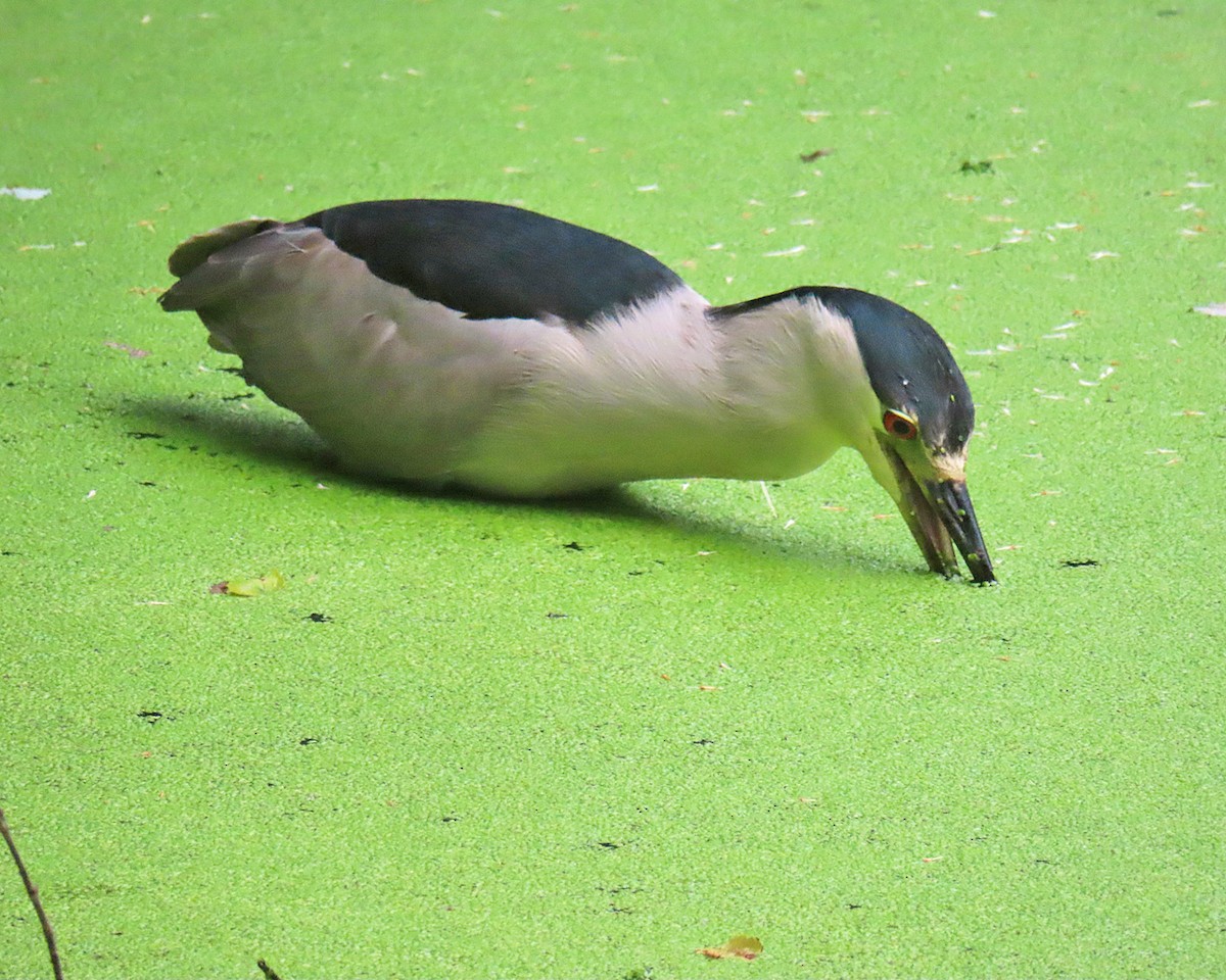 Black-crowned Night Heron - ML638605088