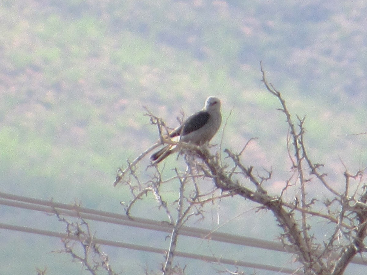 Mississippi Kite - ML638605219