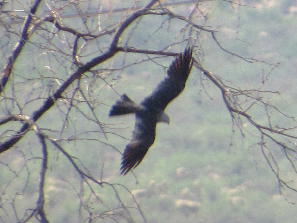 Mississippi Kite - ML638605220