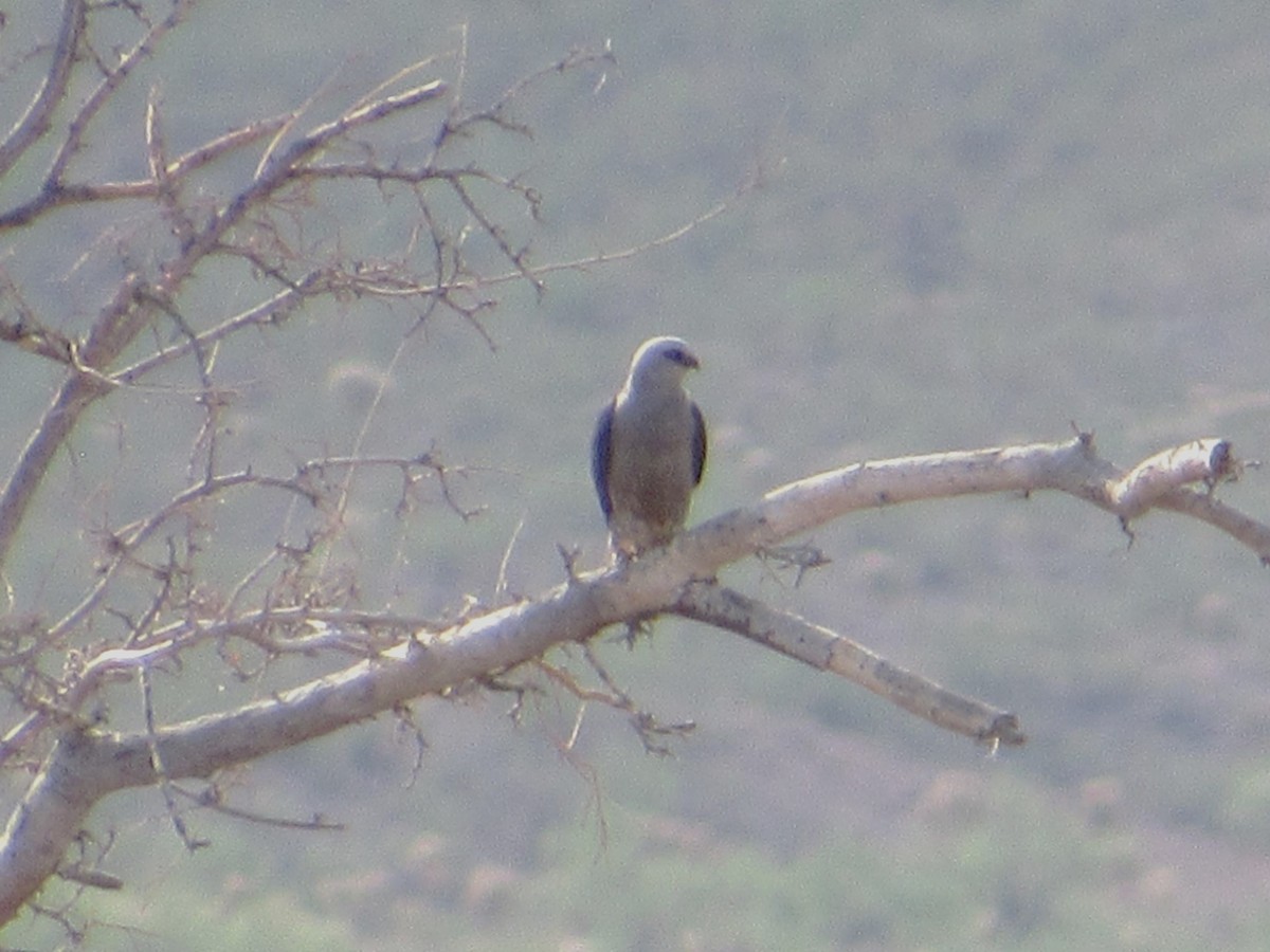 Mississippi Kite - ML638605221