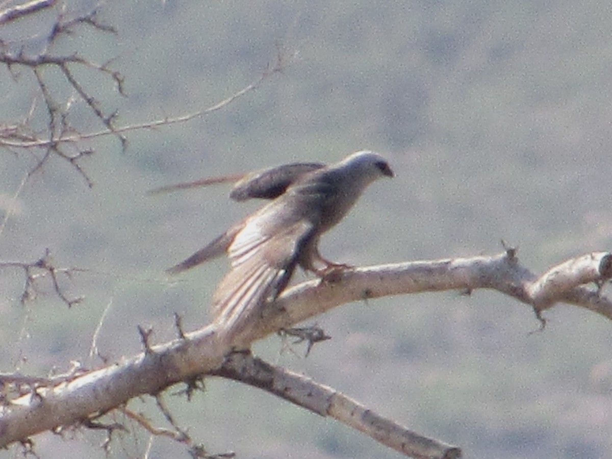 Mississippi Kite - ML638605222