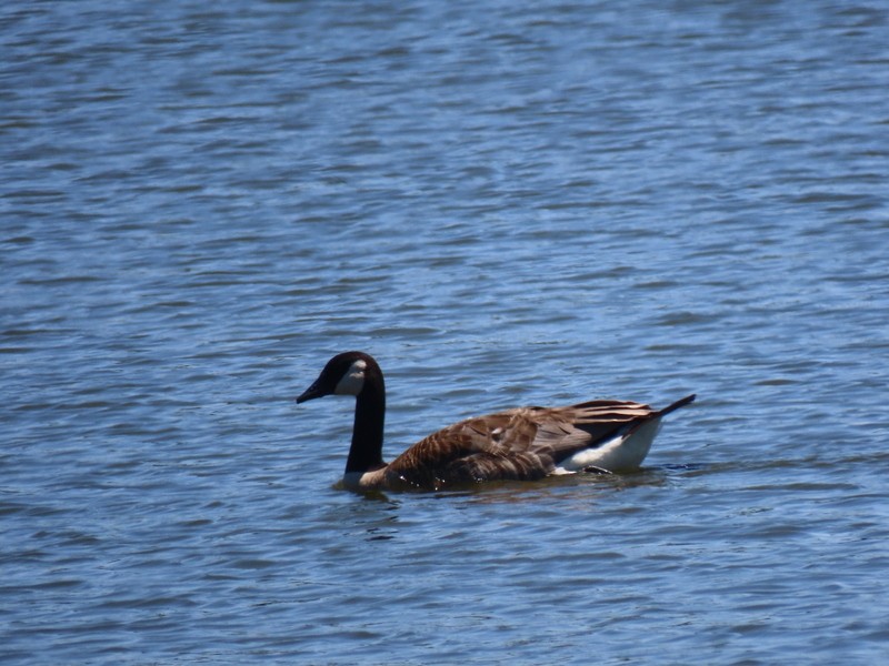 Canada Goose - ML638605252