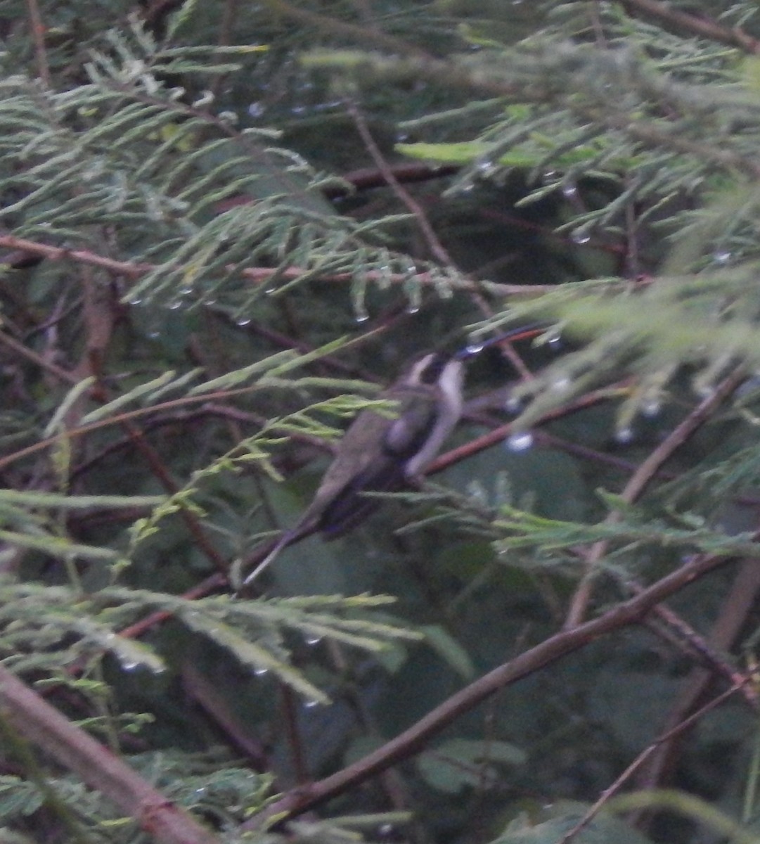 Pale-bellied Hermit - ML638605257
