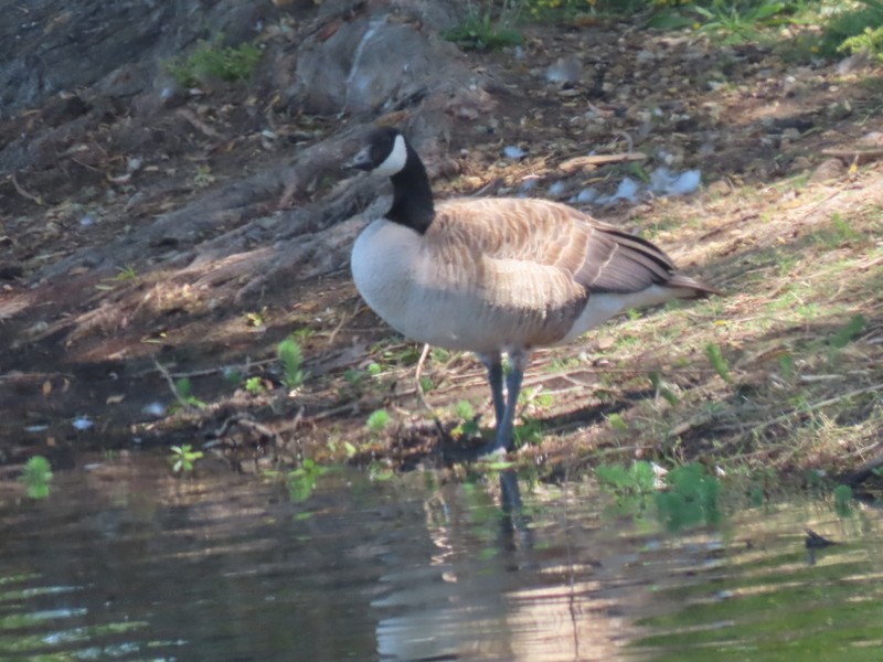 Canada Goose - ML638605259