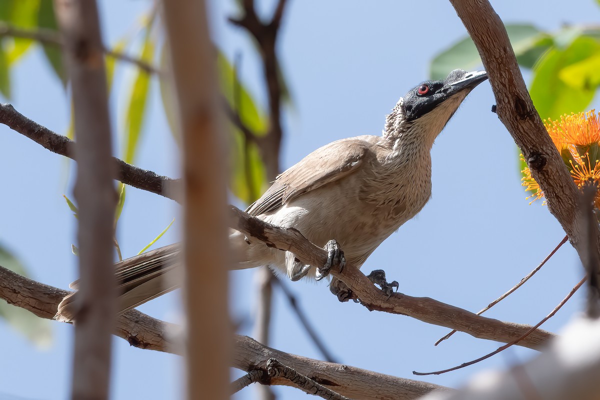 Silver-crowned Friarbird - ML638605266