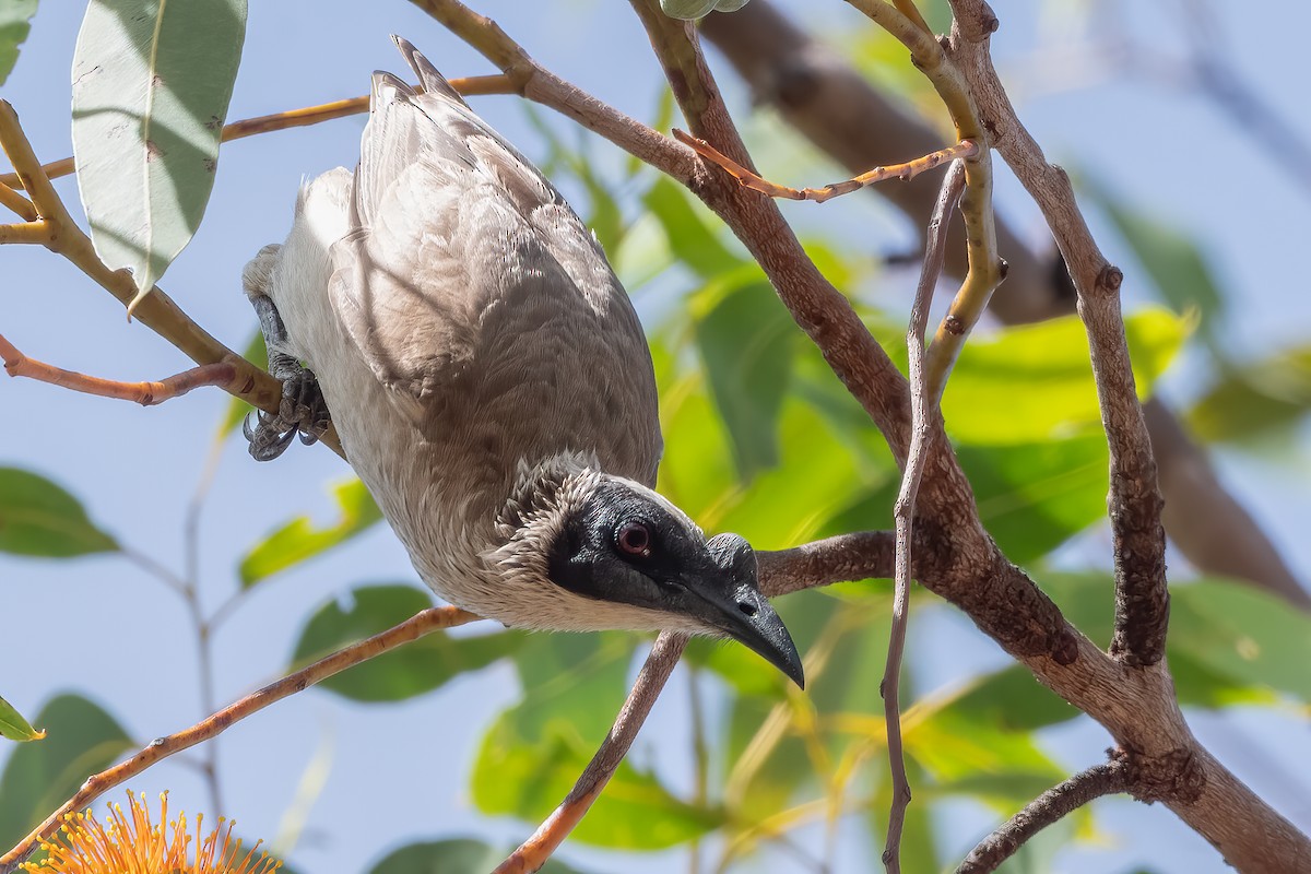 Silver-crowned Friarbird - ML638605267