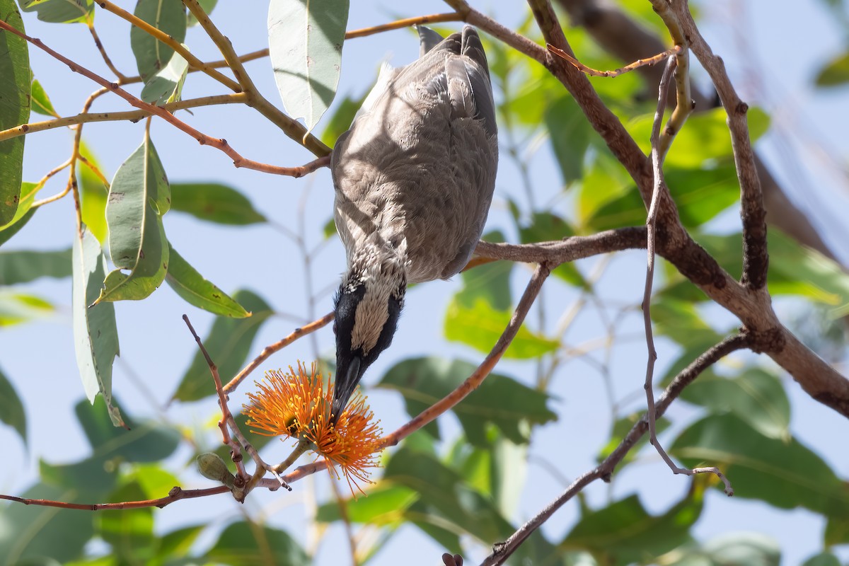 Silver-crowned Friarbird - ML638605268
