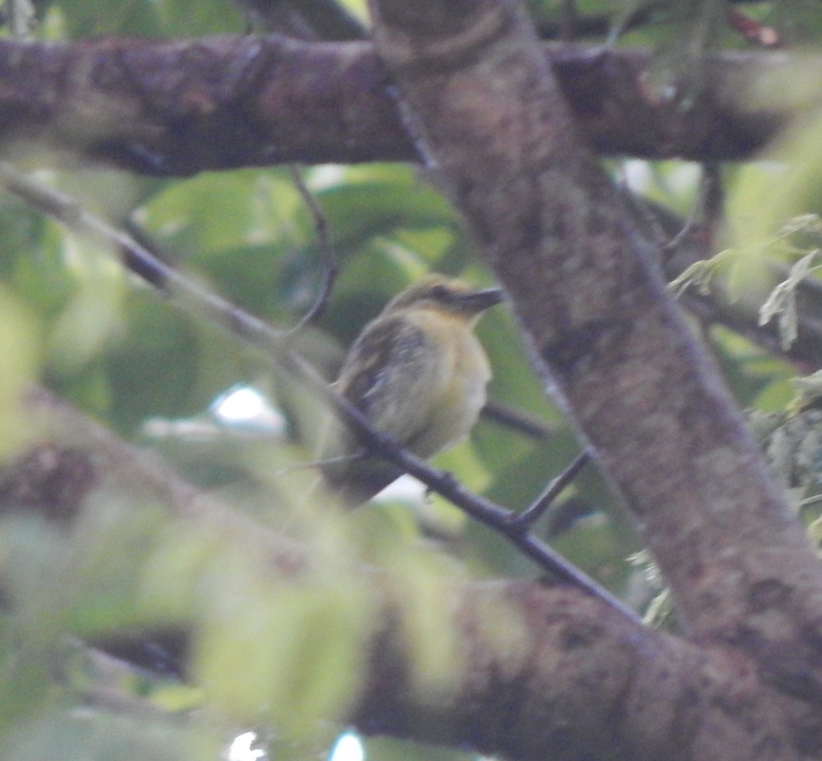 Ochre-lored Flatbill - ML638605274