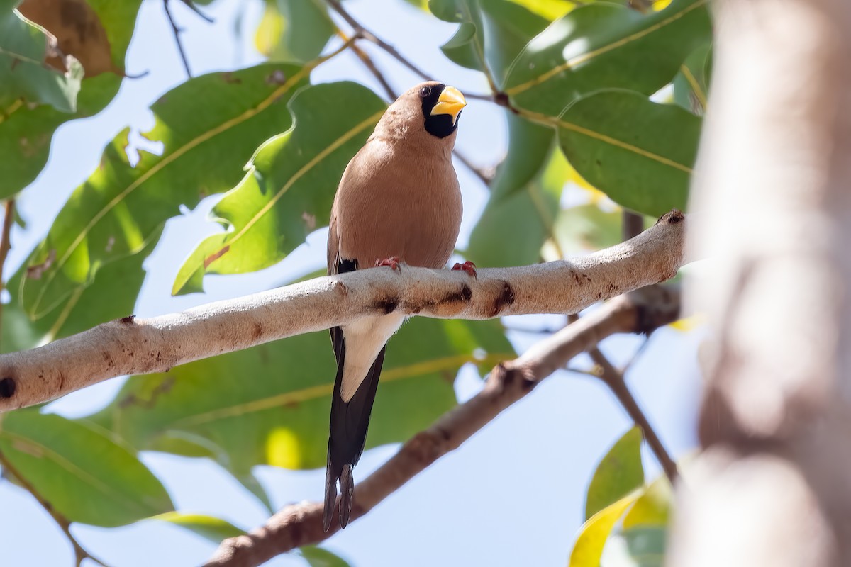 Masked Finch - ML638605282