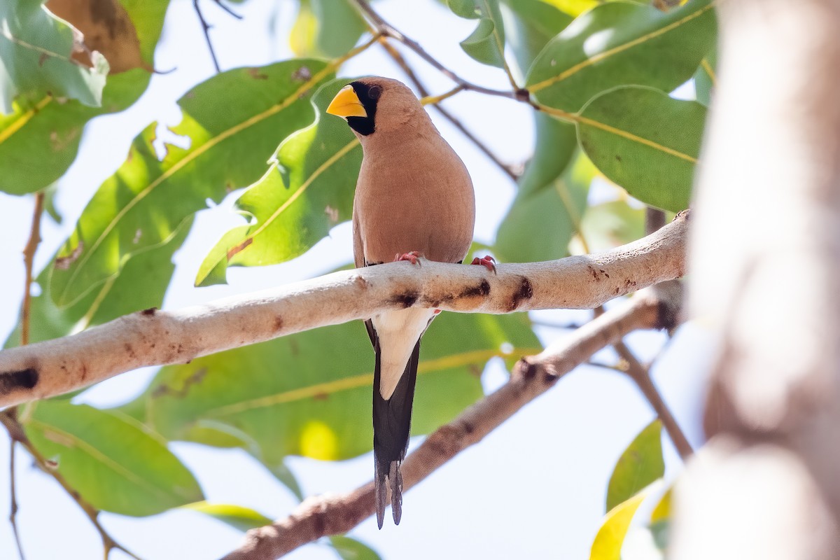 Masked Finch - ML638605283