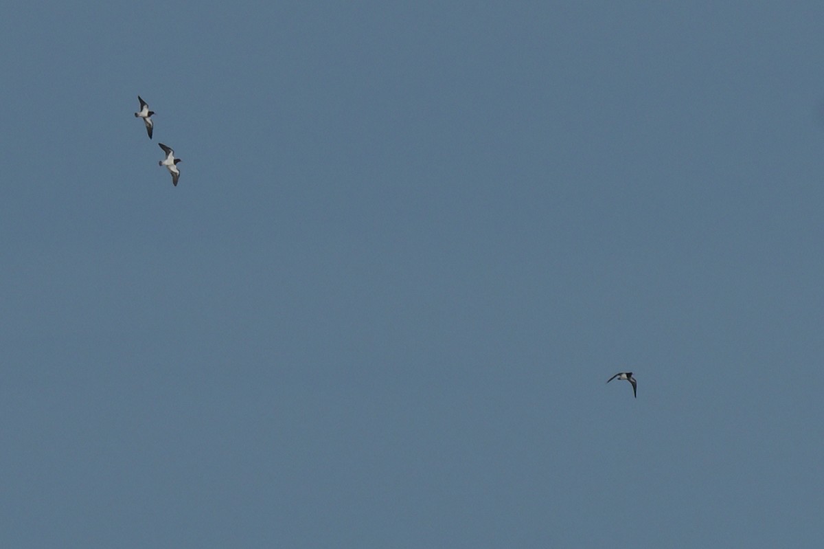 Pied Oystercatcher - ML638605321