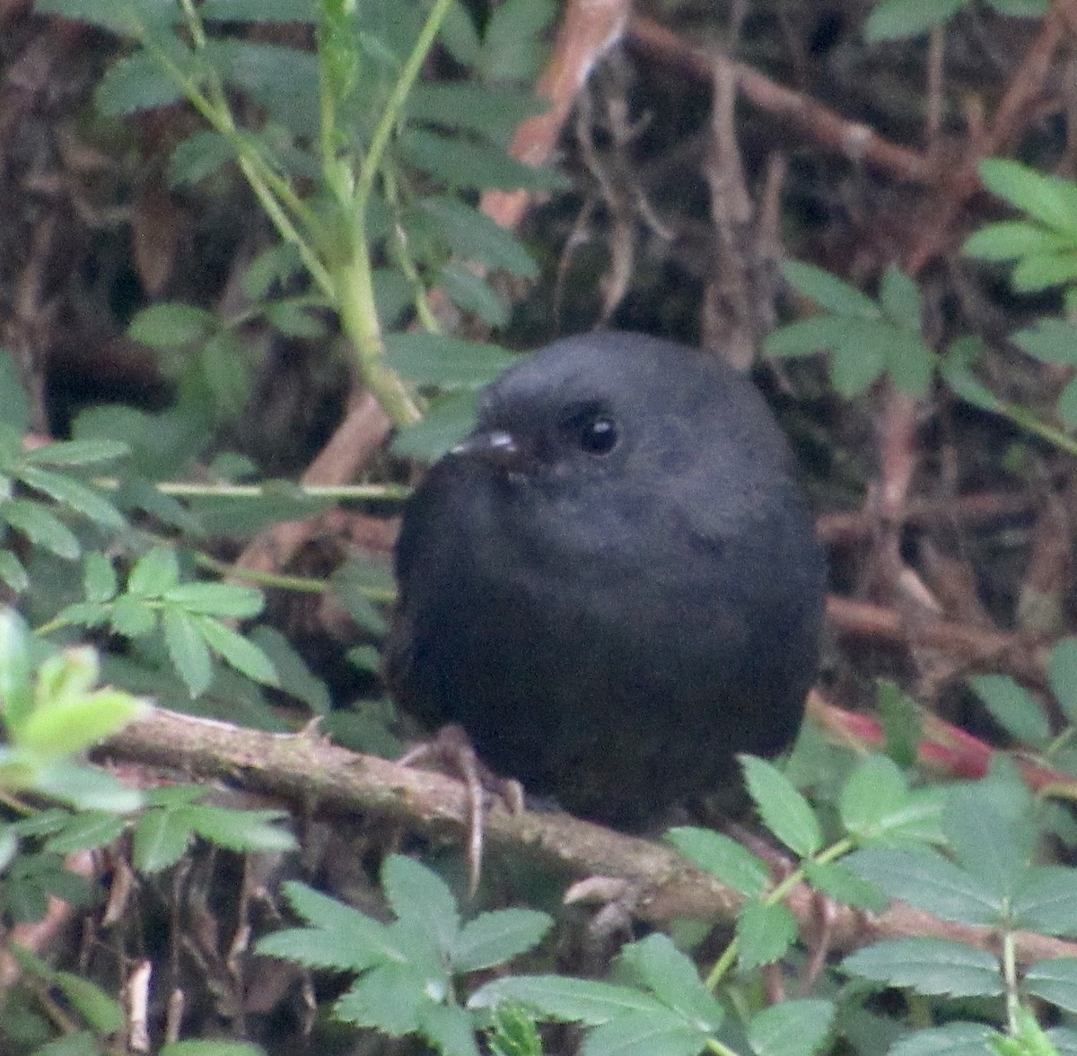 Paramo Tapaculo - ML638605362