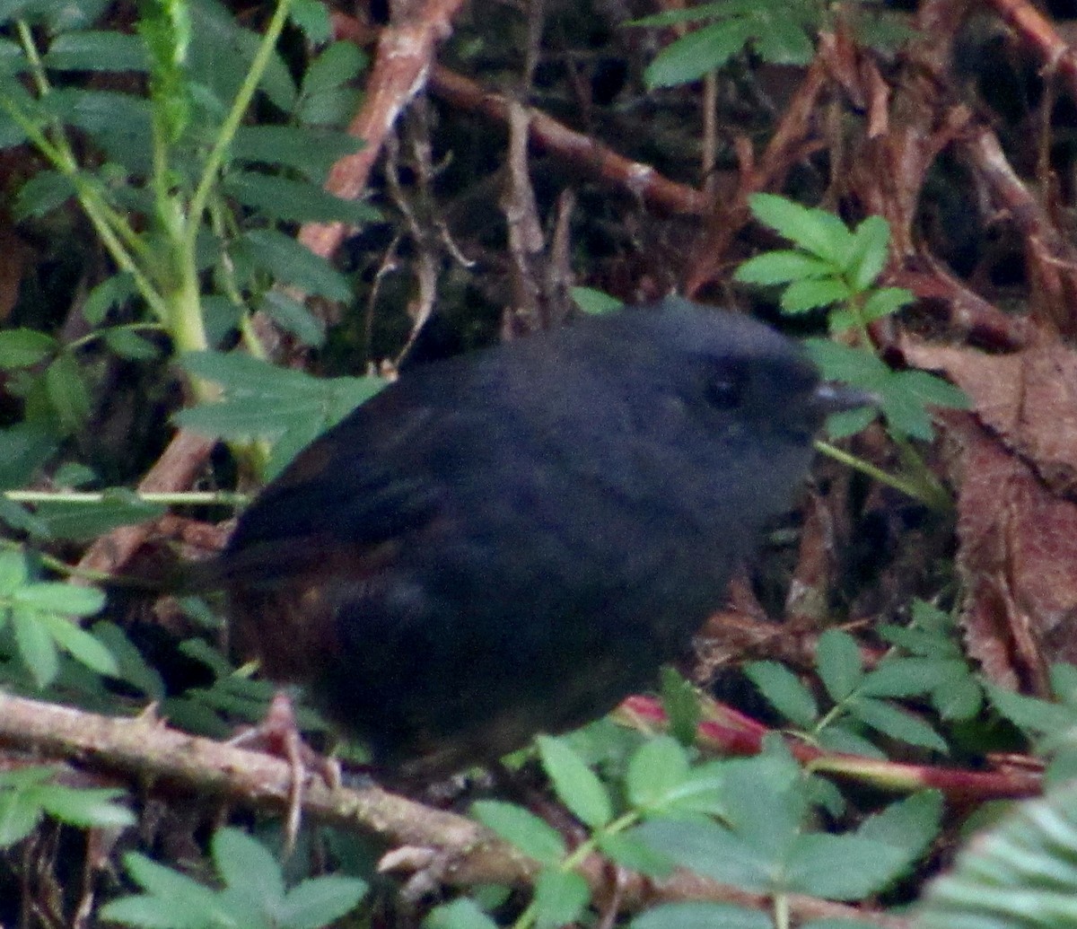 Paramo Tapaculo - ML638605369