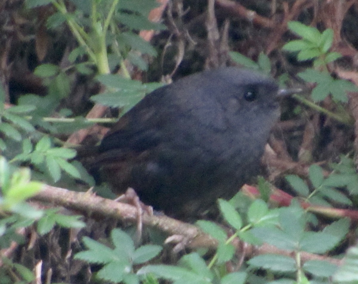 Paramo Tapaculo - ML638605374
