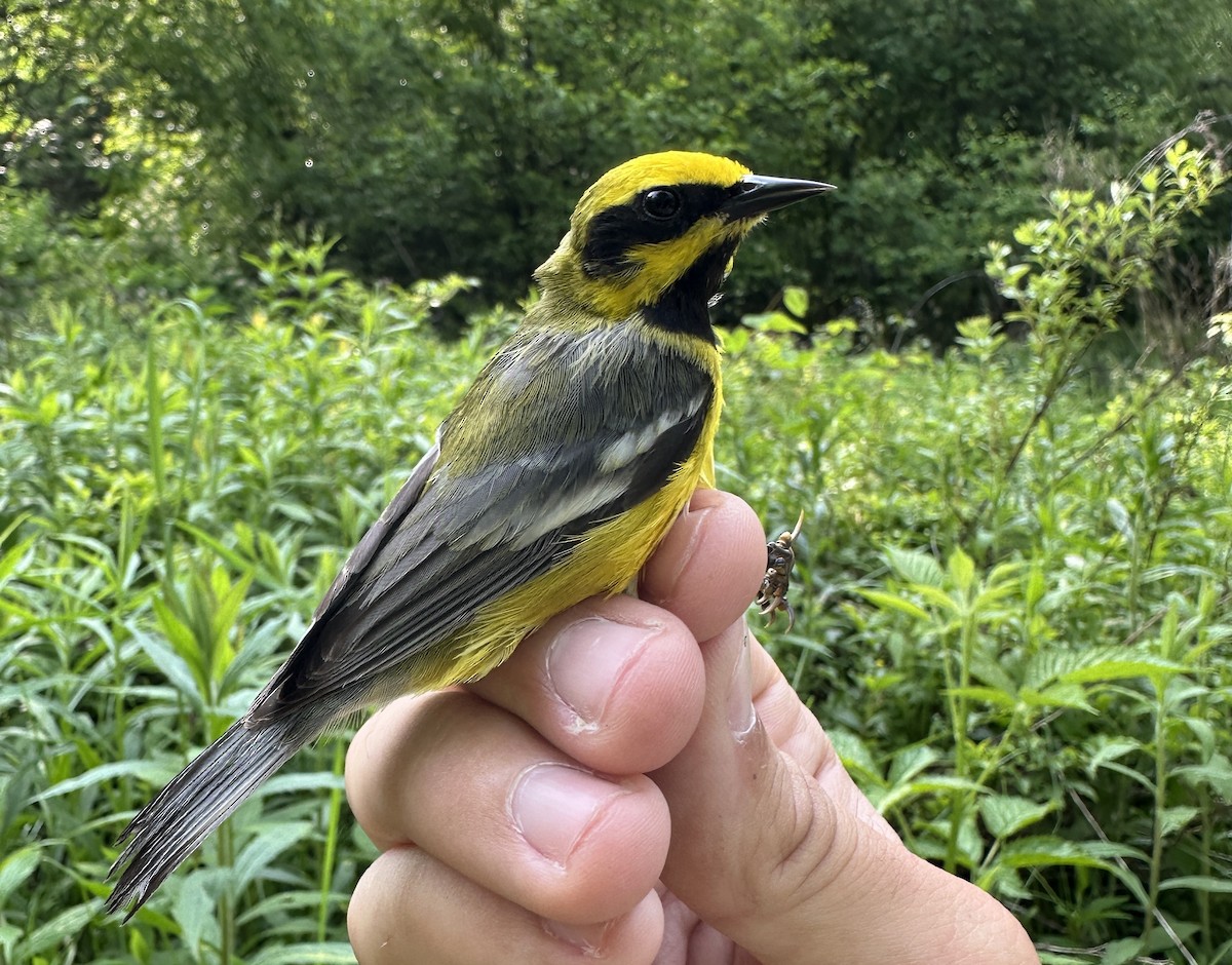 Lawrence's Warbler (hybrid) - ML638605398