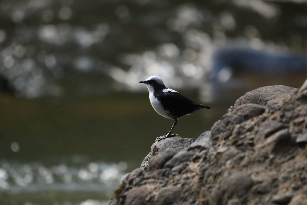 White-capped Dipper - ML638605597