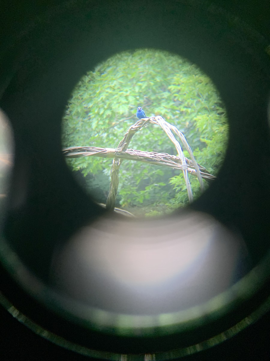 Indigo Bunting - ML638605615