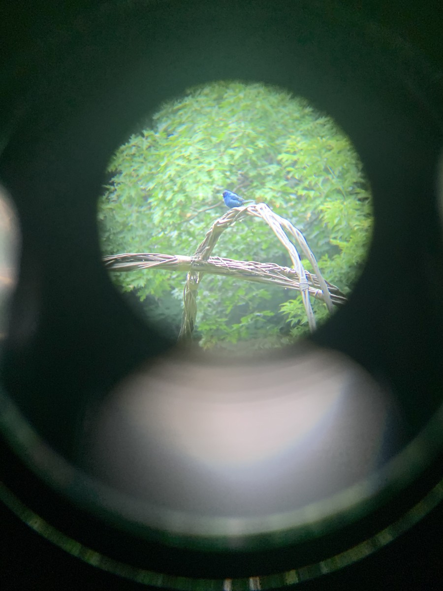 Indigo Bunting - ML638605617