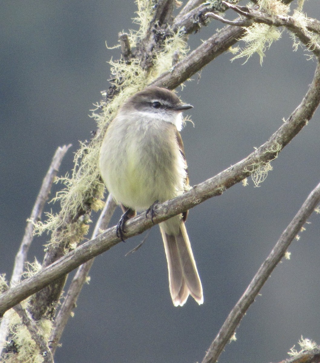 White-throated Tyrannulet - ML638605622
