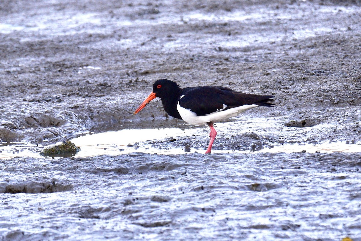 Pied Oystercatcher - ML638605624