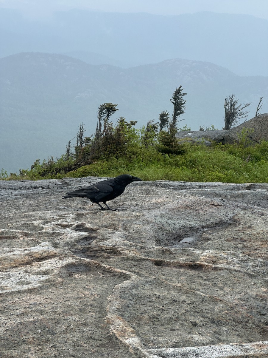 Common Raven - ML638605709