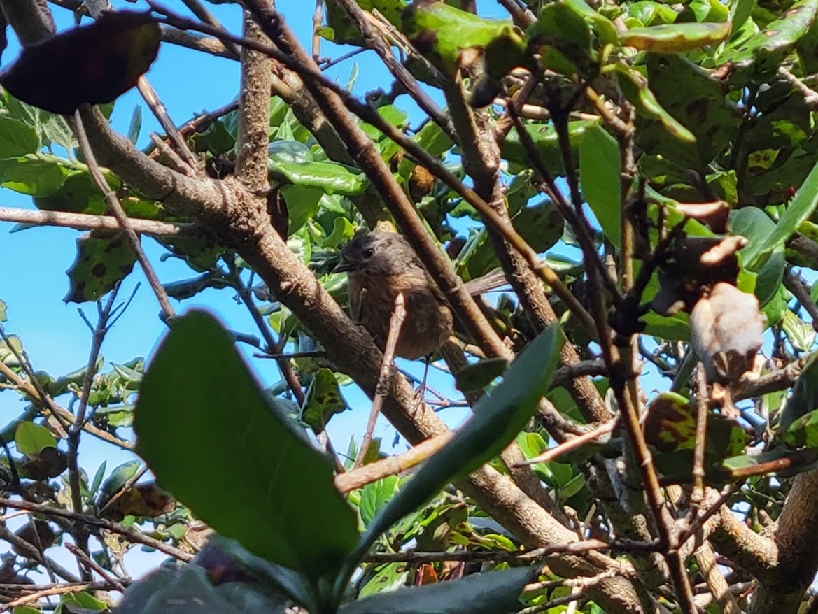 Wrentit - ML638605719