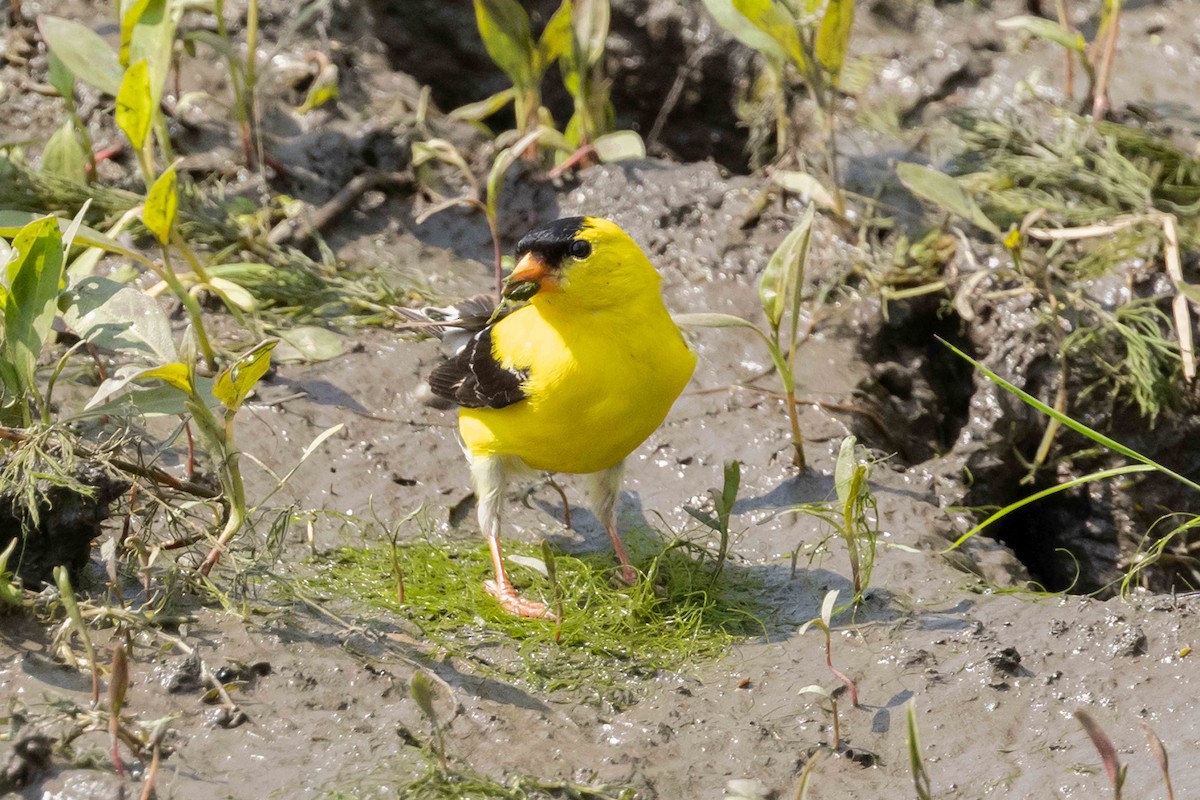 American Goldfinch - ML638605728