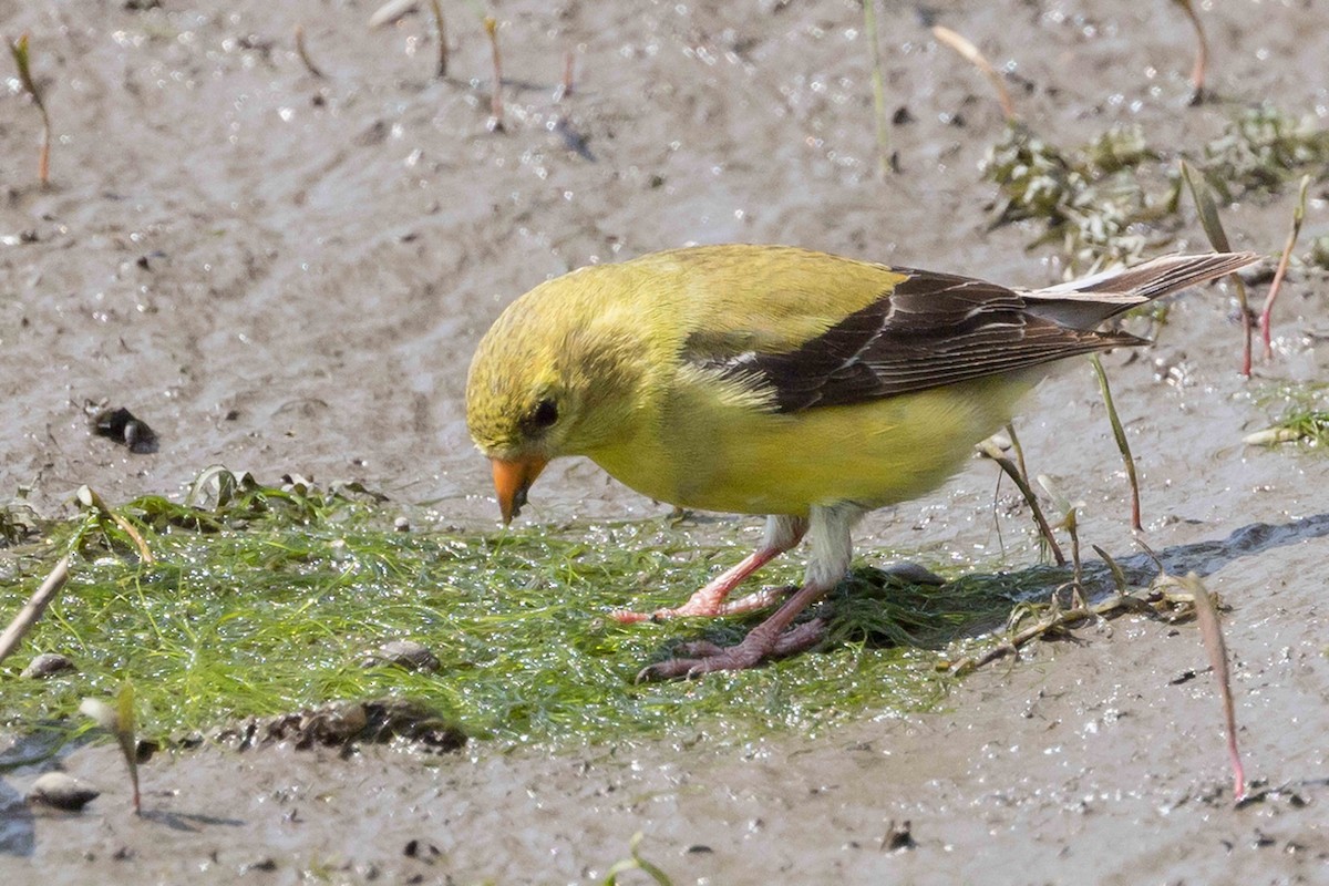American Goldfinch - ML638605730