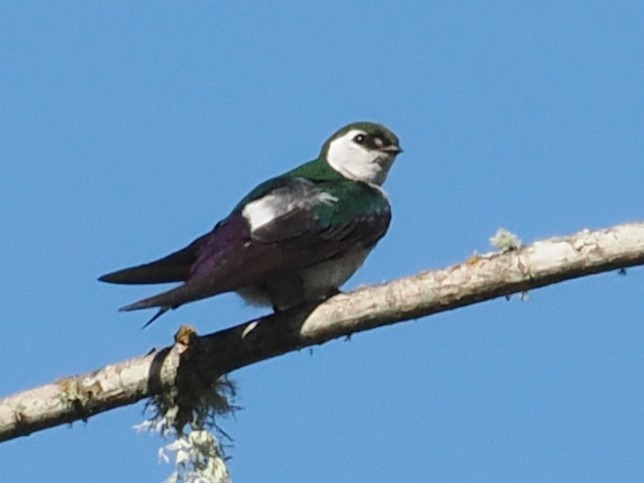 Violet-green Swallow - ML638605731