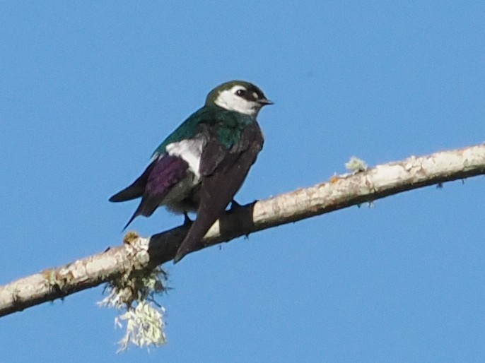 Violet-green Swallow - ML638605732