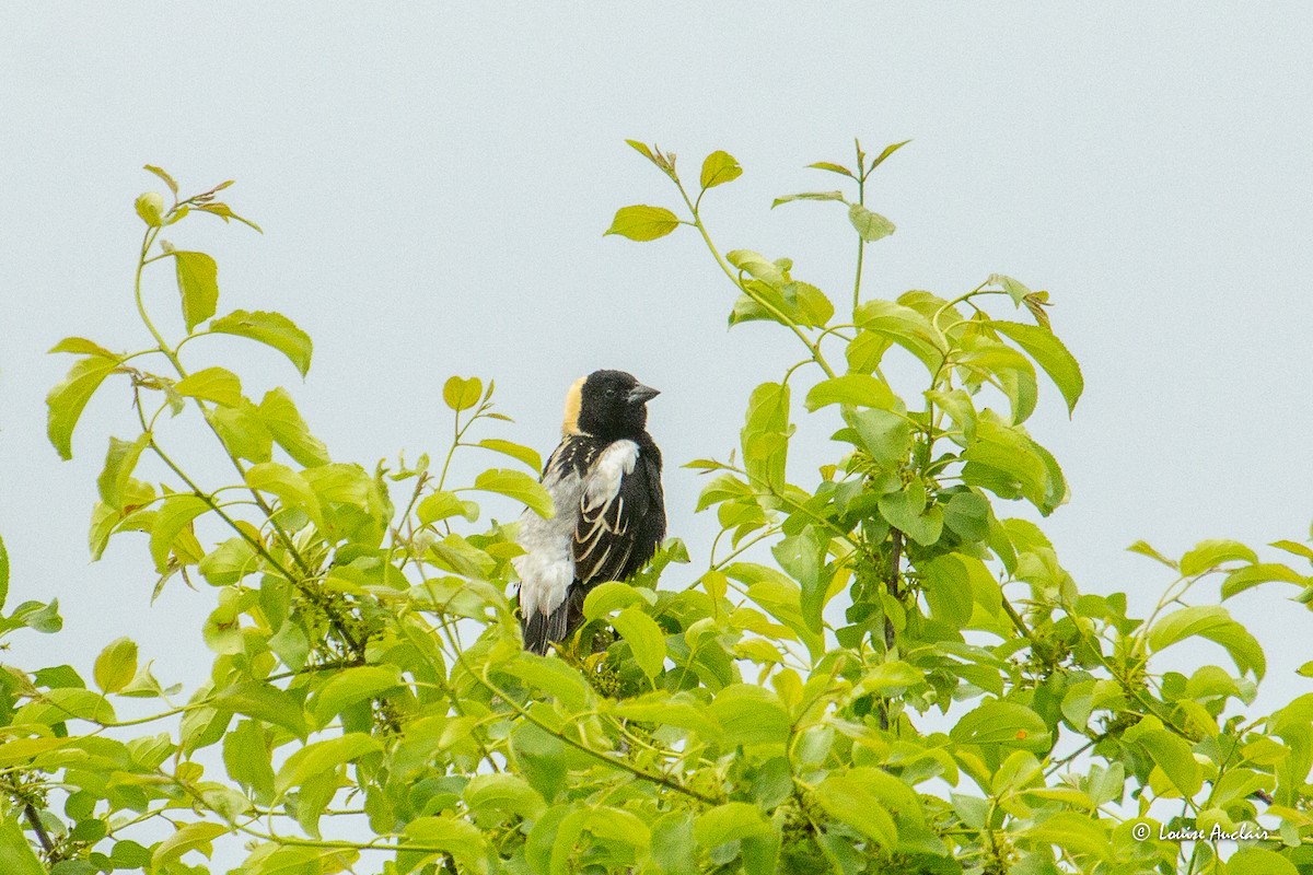 Bobolink - ML638605759