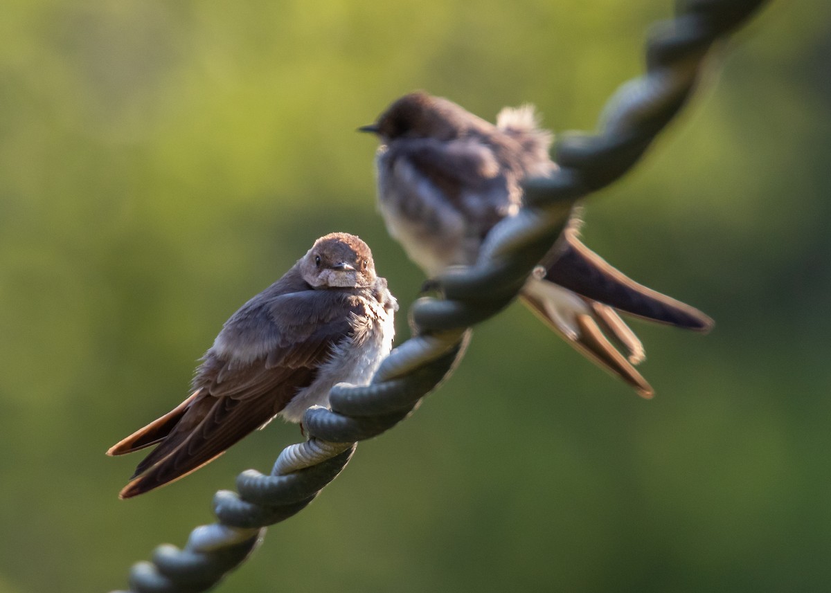 Northern Rough-winged Swallow - ML638605809
