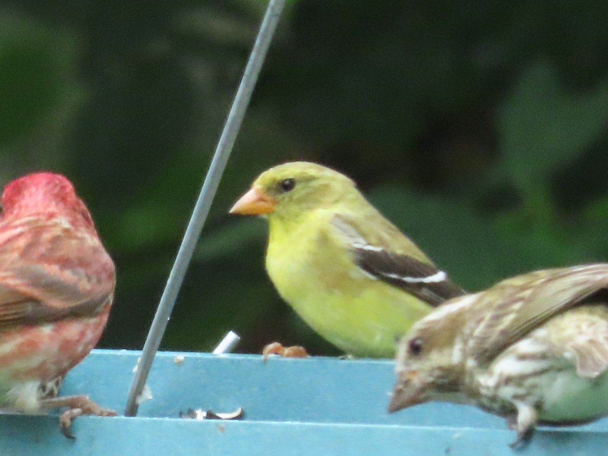 American Goldfinch - ML638605845
