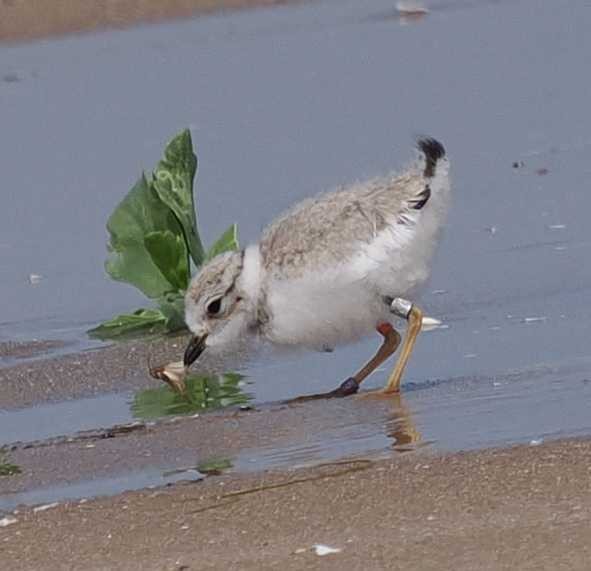 Piping Plover - ML638605897