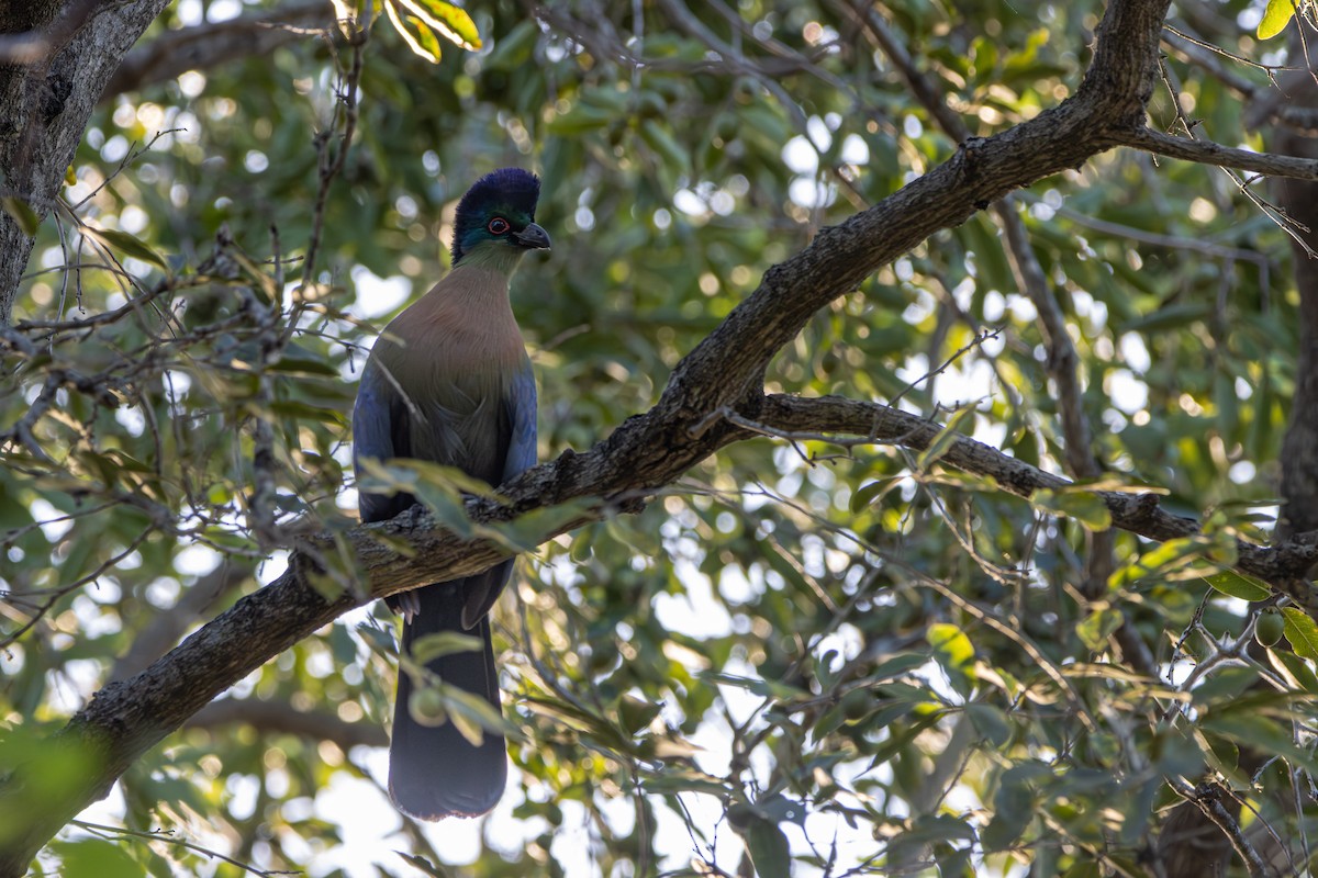 Purple-crested Turaco - ML638605899