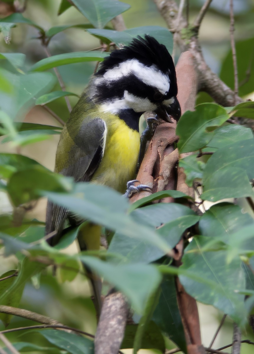 Eastern Shrike-tit - ML638605913