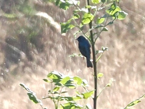 Indigo Bunting - ML638605920