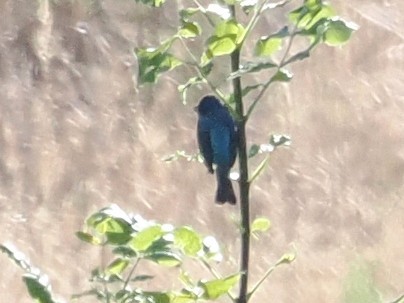 Indigo Bunting - ML638605921