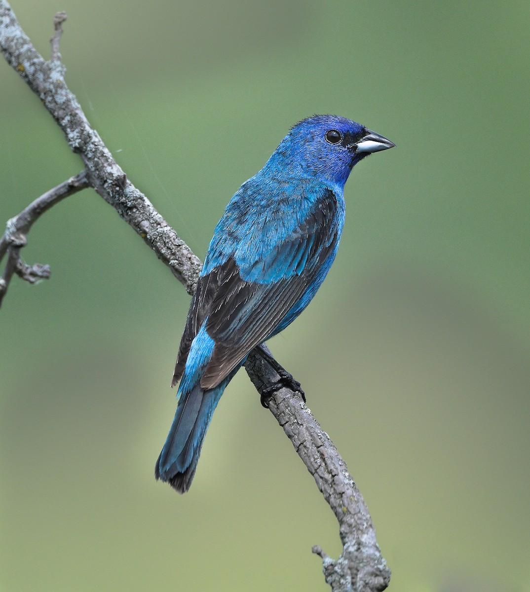 Indigo Bunting - ML638605924