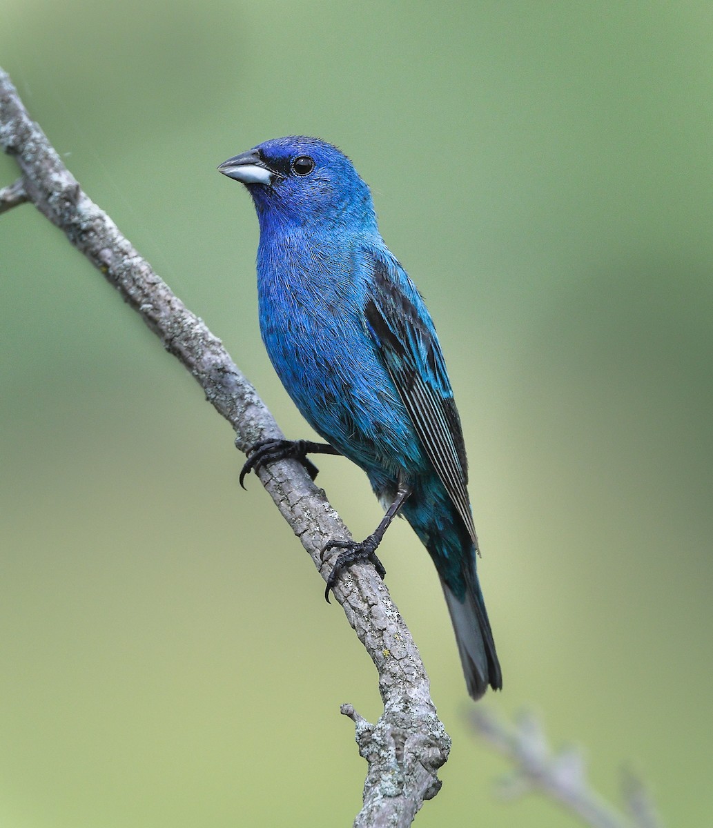 Indigo Bunting - ML638605937