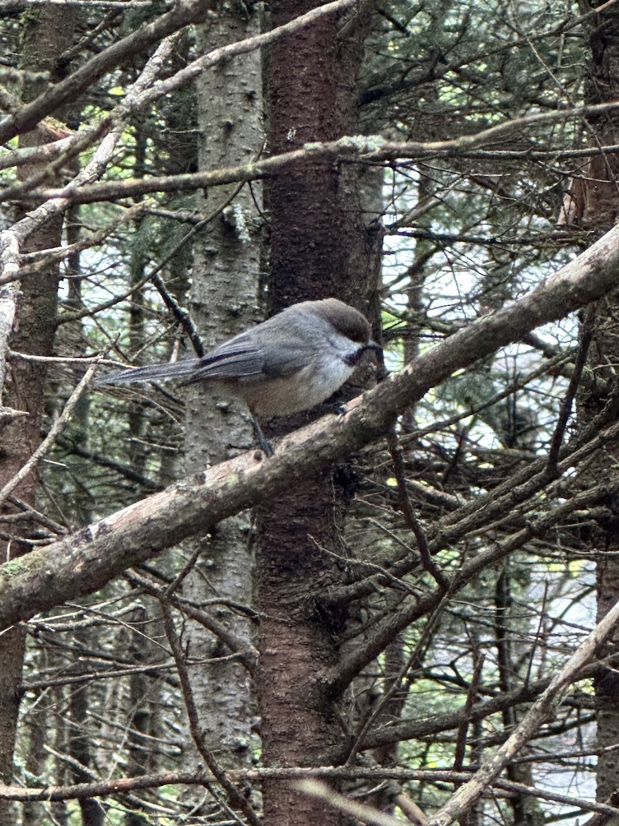 Boreal Chickadee - ML638605945