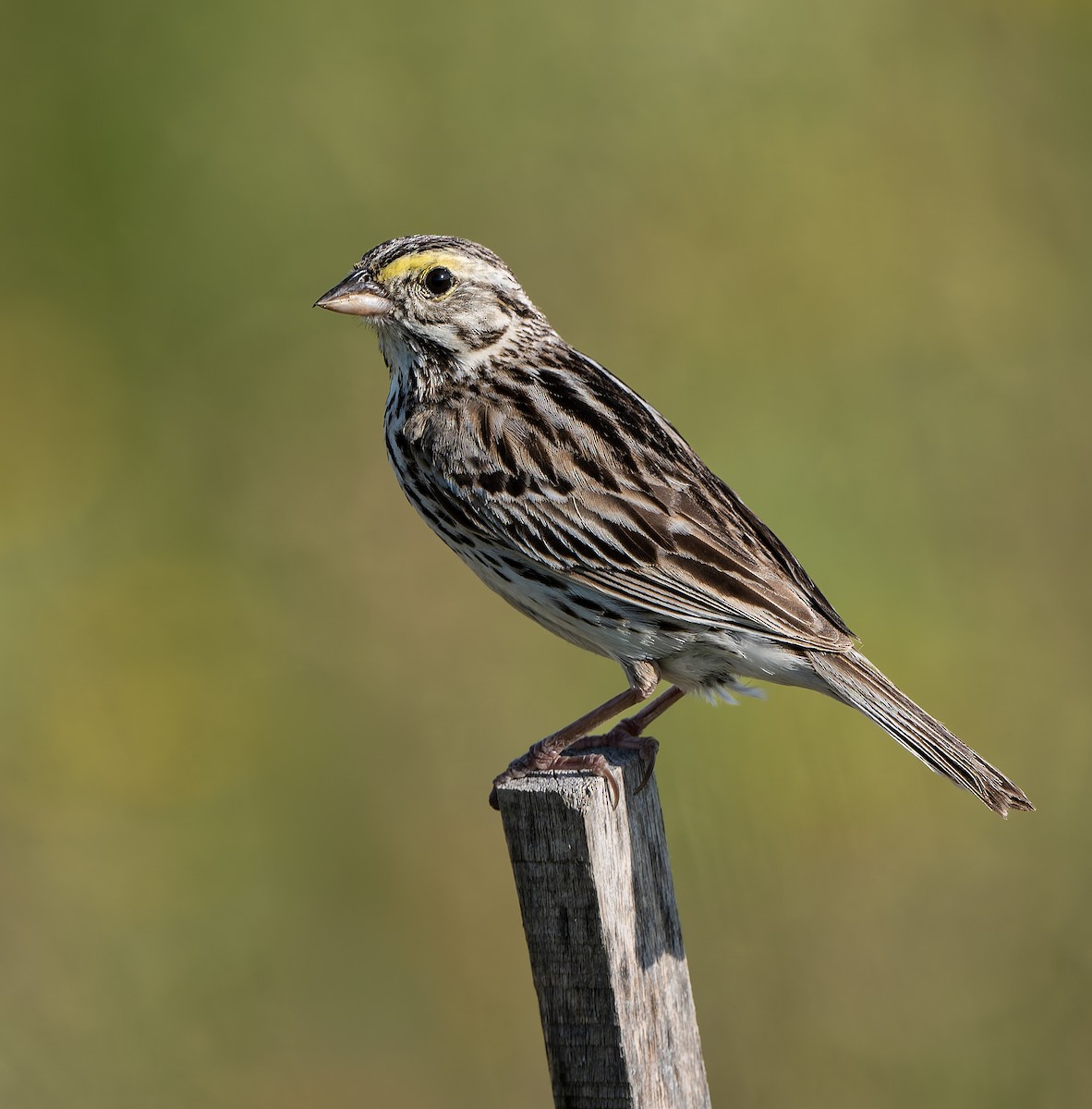Savannah Sparrow - ML638605961