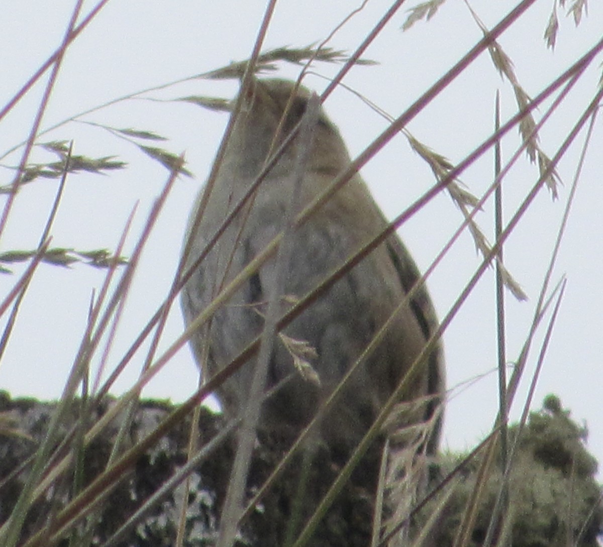 Grass Wren - ML638605977