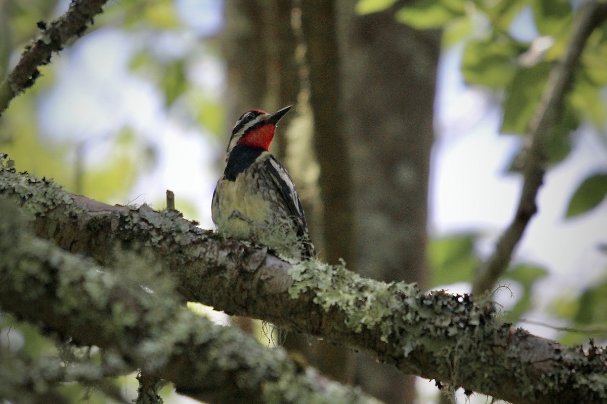 Yellow-bellied Sapsucker - ML638605979